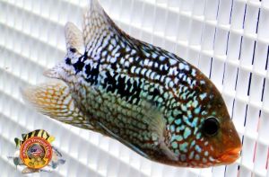 Pearly Super Red Texas Cichlids
