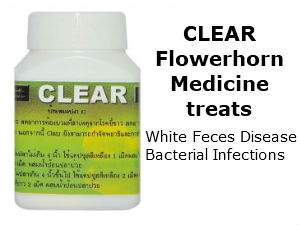 Flowerhorn Bloat Disease