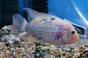 Flowerhorn Care the ultimate guide