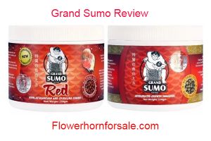 Grand Sumo Review