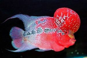 Red Dragon Male Flowerhorn